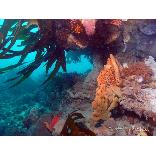 Boarfish Reef : Jack